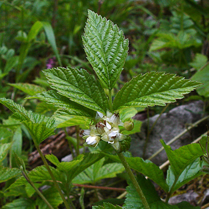 Rubus saxatilis